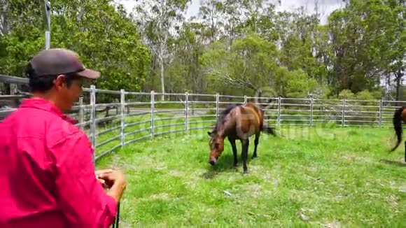 驯马师用绳索接近两匹马在圆场马走了视频的预览图