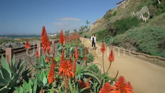 积极的老年妇女在靠近海洋的人行步道上行走在加州的夏日有美丽的风景视频的预览图
