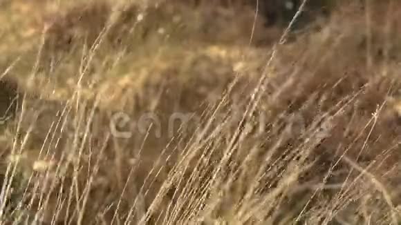 野生燕麦草籽视频的预览图
