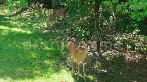 鹿和小鹿想要一个苹果视频的预览图