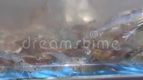 活虾在超市鱼区的玻璃缸里游泳等待顾客购买视频的预览图
