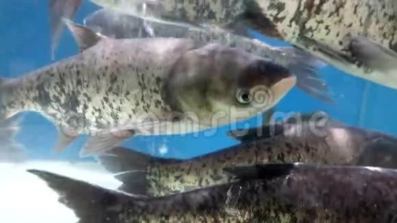 大鱼在超市水产区的水池里游泳视频的预览图