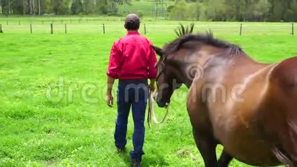 在阳光明媚的日子里男人牵着马穿过绿色的围场从后面缓慢地移动视频的预览图