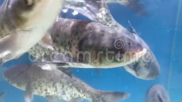 大鱼在超市水产区的水池里游泳视频的预览图