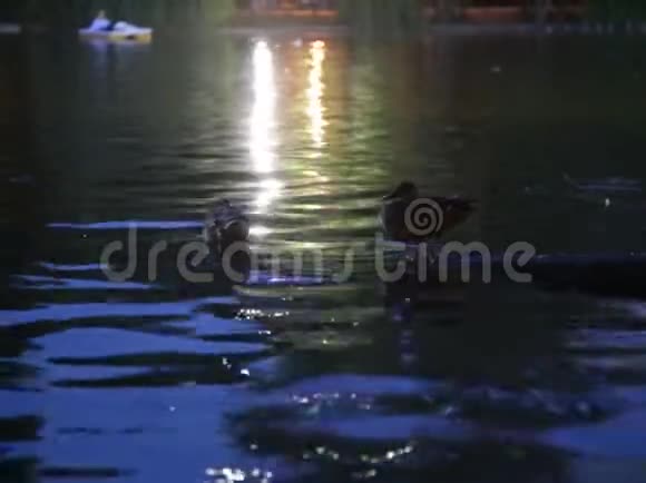 晚上在湖上玩鸭子视频的预览图