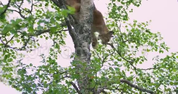 在森林里的一棵树上爬的猫崽视频的预览图