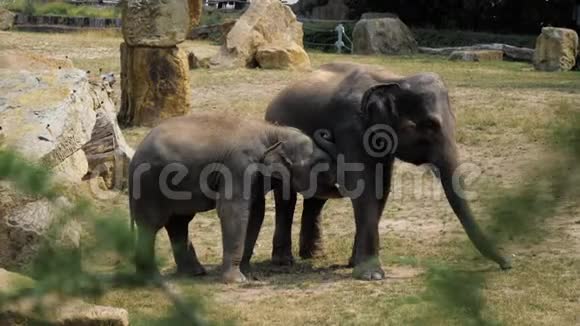 亚洲大象家族在散步视频的预览图