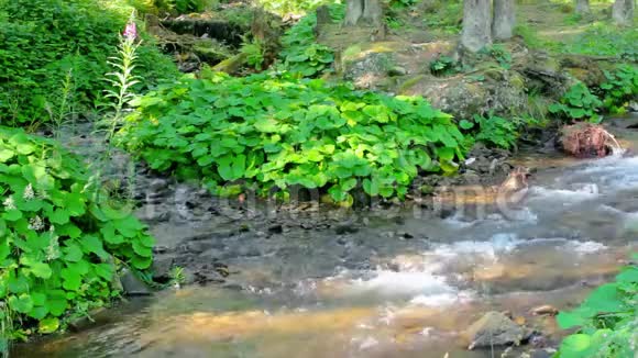 森林里的溪水在岩石间流过视频的预览图