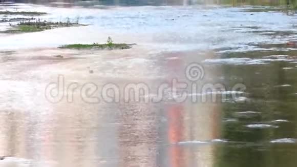 大鱼在超市水产区的水池里游泳视频的预览图