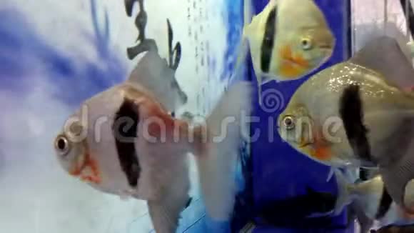 在水族馆里自由游动的鱼非常有趣和可爱视频的预览图