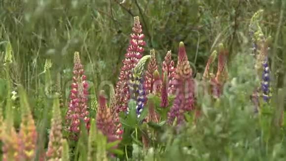 卢平花植物视频的预览图