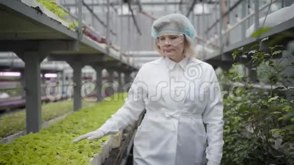 戴着保护工作服的高级白种人妇女在温室里沿着一排排的植物行走专业人员视频的预览图