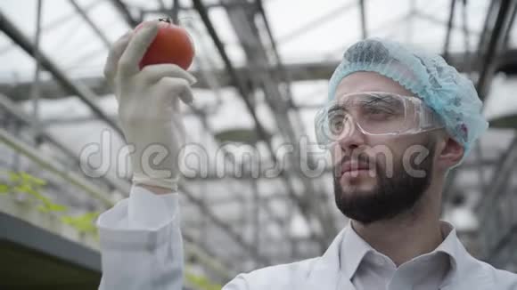 一张严肃的白种人戴防护眼镜检查番茄的特写照片专业青年农艺师视频的预览图