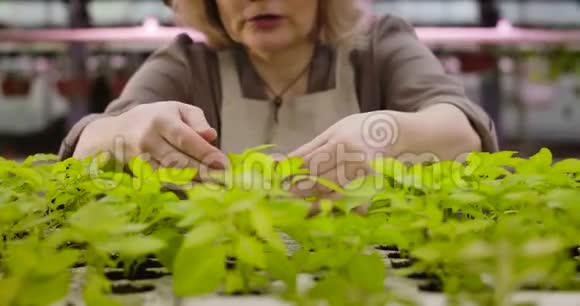 无法辨认的白种人高级妇女触摸绿叶和交谈的幼苗在温室的盆栽女性视频的预览图