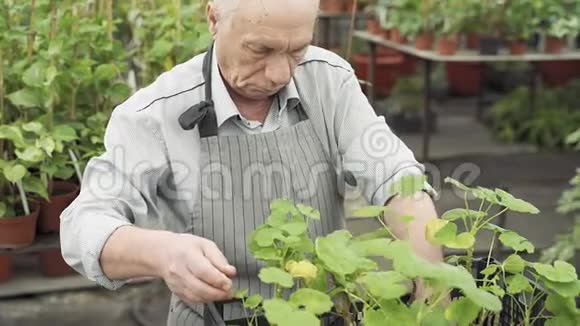 一位年长的男园丁在温室里种幼苗园艺和积极退休视频的预览图