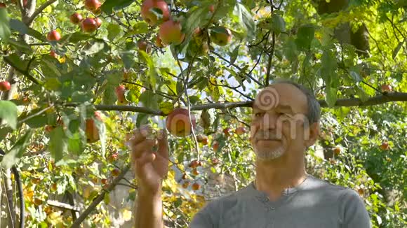 在阳光明媚的夏日里一位年长的男子把刚收获的苹果放在蒲式耳篮里视频的预览图