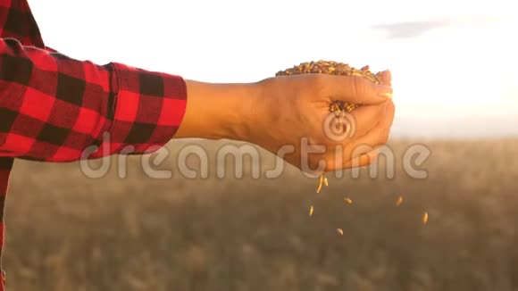 女农把粮食捧在手心商人看田间小麦的质量谷物收获视频的预览图