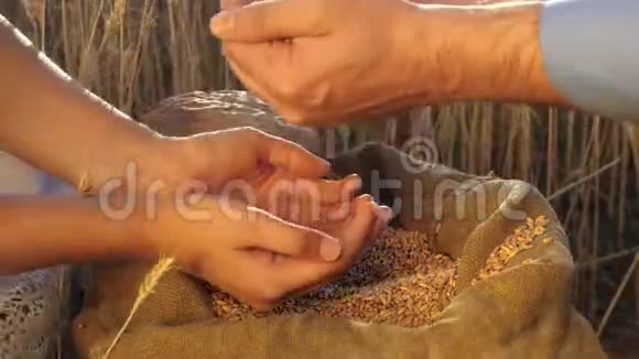 农夫的手把粮食从手往地里倒农学家研究粮食的质量商界人士视频的预览图