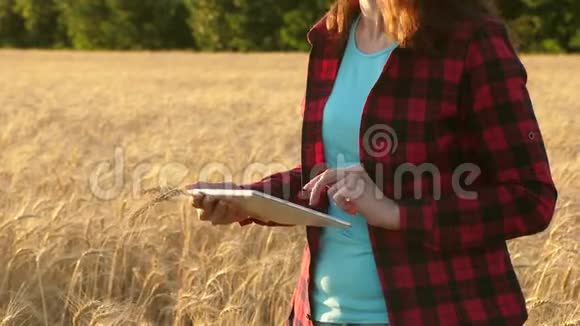 农家女孩在麦田上用一块石板计划着粮食的收成女农艺师用片子研究视频的预览图