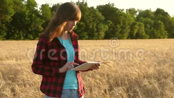 农民妇女在麦田上用平板电脑工作计划收割粮食女农学家带着平板电脑研究视频的预览图