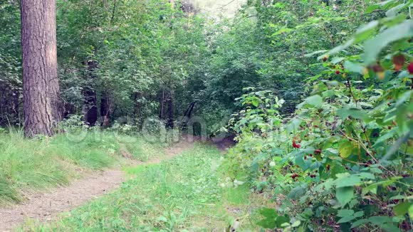人穿着牛仔裤和衬衫沿着森林小径奔跑视频的预览图