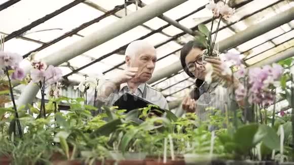 两个现代园丁看着花盆在温室里讨论植物护理视频的预览图