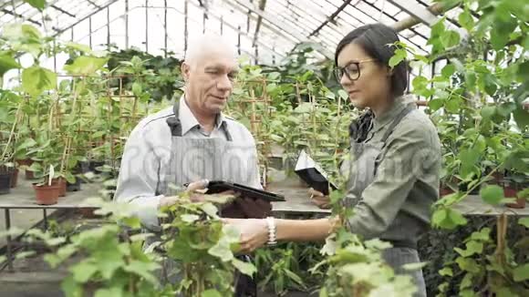 两个现代园丁看着树叶在温室里讨论植物的护理视频的预览图