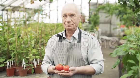 一位穿着围裙微笑着双手捧着西红柿的园艺老人的画像视频的预览图