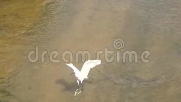 美丽的白鹭栖息在浅水河岸上视频的预览图