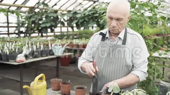 年长的男园丁用花盆准备土壤以便在温室里种植新植物视频的预览图