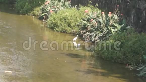 美丽的白鹭栖息在浅水河岸上视频的预览图