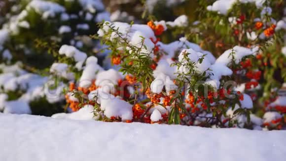 雪中的沙棘浆果视频的预览图
