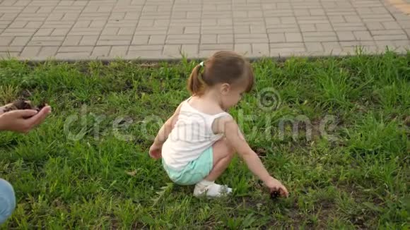 妈妈给她的孩子看松果小女儿和妈妈在草坪上公园里玩耍收集圆锥花序小孩走路视频的预览图