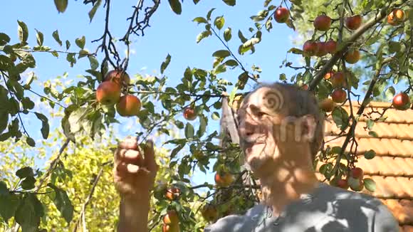 在阳光明媚的夏日里一位年长的男子把刚收获的苹果放在蒲式耳篮里视频的预览图