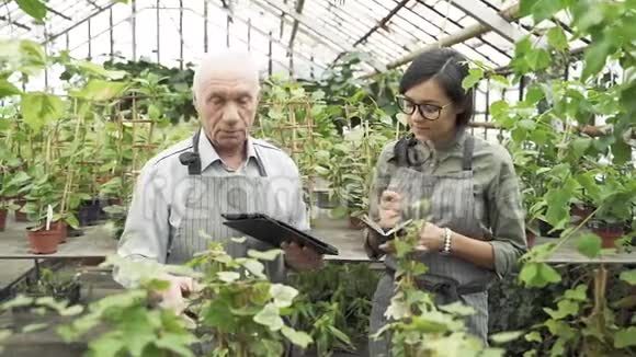 一位年长的男园丁告诉一位年轻妇女在温室里种植和照顾植物的特点视频的预览图