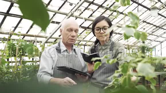 一群现代园丁在温室里工作农业农业和园艺视频的预览图