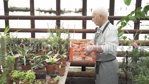 在温室里工作的老人积极退休农业和园艺的概念视频的预览图