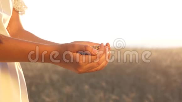 一个有小麦的农学家女孩的手女农把粮食捧在手心商人注重质量视频的预览图