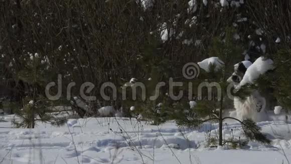 狗在雪地上玩耍视频的预览图