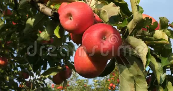法国的果园苹果树视频的预览图