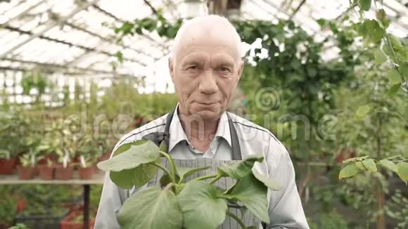 一位年长的男性园丁拿着一个盆栽在温室里的肖像园艺和农业概念视频的预览图