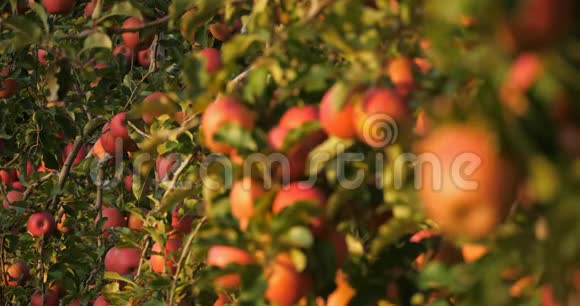 果园里的苹果树树上的水果视频的预览图