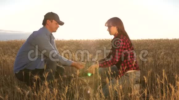 业务人员检查小麦品质农业企业农民男子和妇女评价谷物收获视频的预览图