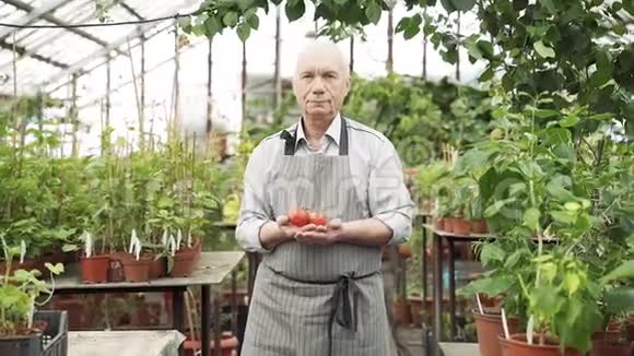 一位穿着围裙手里拿着西红柿的老人在温室里的画像视频的预览图