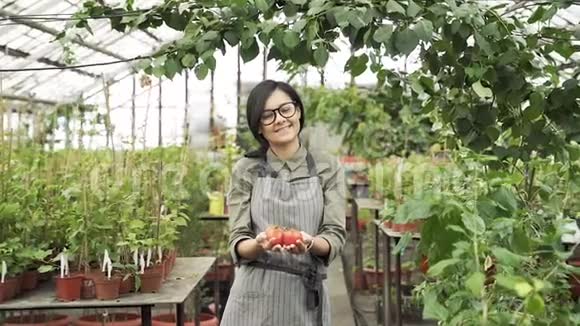一位年轻的园丁女人在温室里手里拿着西红柿的肖像视频的预览图