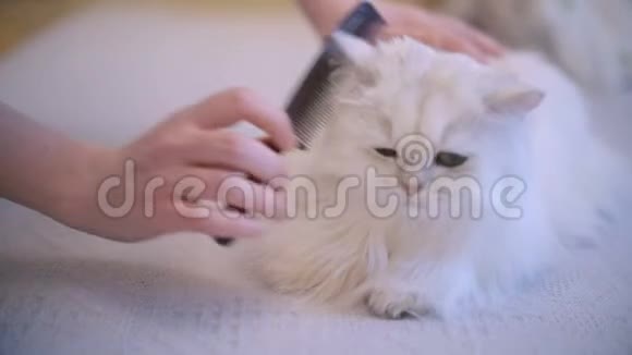 猫一边躺着一边享受女人一边梳理雪白猫毛视频的预览图