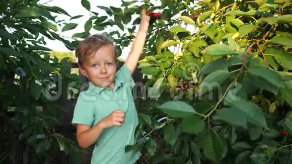 可爱的小男孩想摘成熟的樱桃视频的预览图