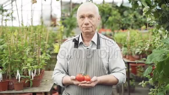 一位穿着围裙微笑着双手捧着西红柿的园艺老人的画像视频的预览图