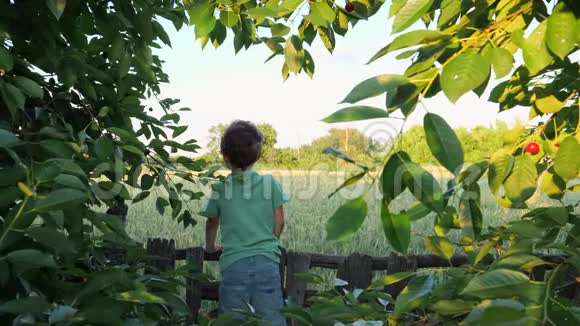 站在篱笆上看田野的小男孩视频的预览图
