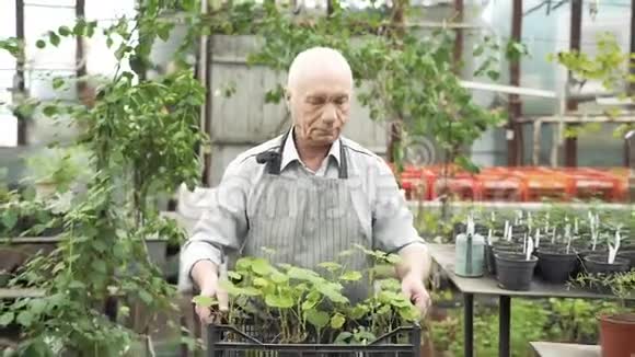 一个穿着围裙的老人在温室里抱着一盒植物农业农业和园艺视频的预览图